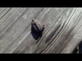 Click here to watch this video Baby Snapping Turtle in Northern Wisconsin