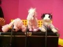 Webkinz Concert