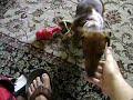 Roloff Showing his Stuff
