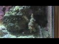 Spot Tailed Angler Fish