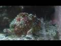 Spot Tailed Angler Fish