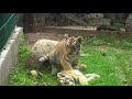 Tiger-Jungen im Tiger-Garten Waldeck bei Ingelheim Tiger-Jungen im Tiger-Garten Waldeck bei Ingelheim