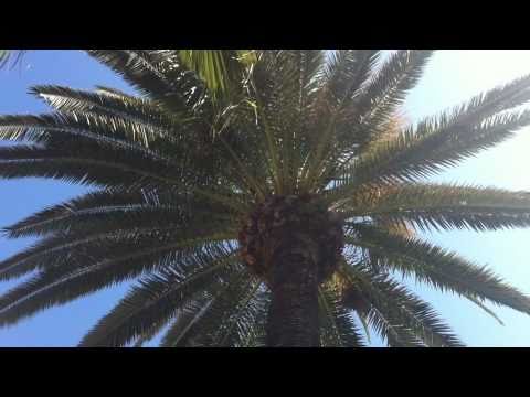 how to draw palm trees