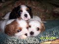 Very Cute Puppies
