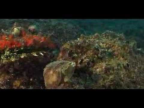 Mediterr�neo Oriental