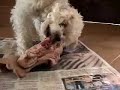 Benji comiendo al natural.
