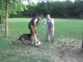 German Shepherd Dog Bitework Training Timo