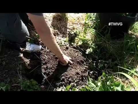 how to fertilize yellow squash