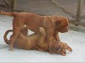 Dogue De Bordeaux playing