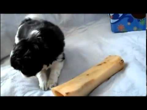 Lexis - AKC CH Lines - SEE VIDEO