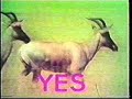 Antelopes