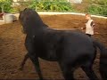 Carancho