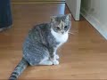 ?????? The cat was intoxicated