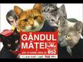 Gindul Mitei - Numai Tu