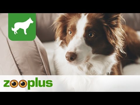 Hundebett | Orthopädisches Hundesofa | zooplus