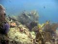 Scuba Diving  Similan Islands 11