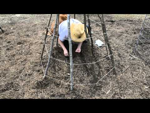 how to grow sugar snap peas on a trellis