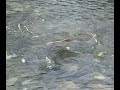 Salmon Swimming