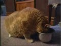 fat cat gato gordo