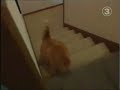 fat cat gato gordo