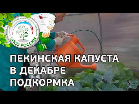 Выращиваем пекинскую капусту через семена осенью. Как получить урожай пекинской капусты в декабре.