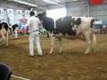 IDW 2008 Holstein 6 years in milk