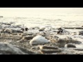 All shot at 11 February in Friesland. The Dutch winter of 2012 was very cold and beautiful.