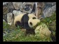 panda jump ?