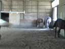 jc, leo, parker, nick, and vegas move inside after bugs got to bad in pasture.
