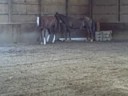 jc, leo, parker, nick, and vegas move inside after bugs got to bad in pasture.