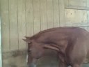 jc, leo, parker, nick, and vegas move inside after bugs got to bad in pasture.