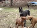 Cammy(1yr old Viszla) and Mia(6yr Great Dane)play in back yard