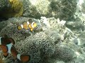 Nemo