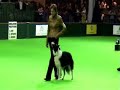 CRUFTS 2007