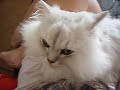 Aaralyn Burmillas MoMo getting a tummy scratch