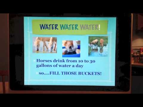 horses grand national horses grand national