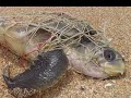 S.O.S. Overfishing PSA