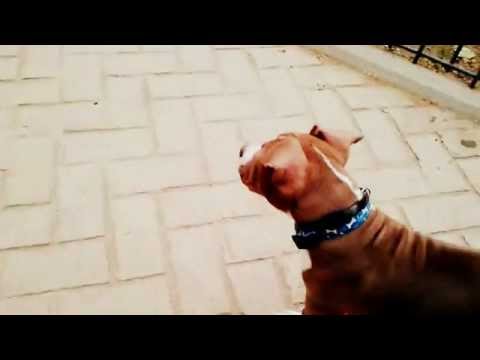 perro pitbull