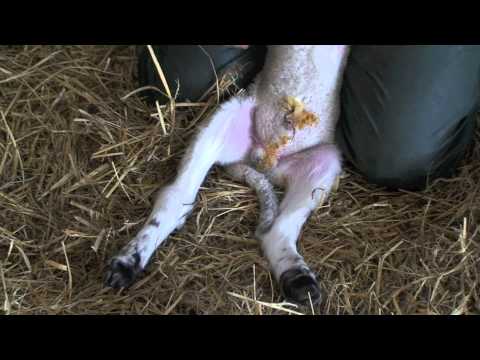 castration