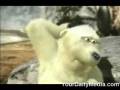 videos de British Polar Bears Yes 