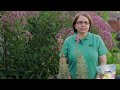 Garden Tips : How Do I Take Care of Snapdragon Flowers?