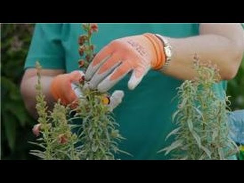 how to deadhead snapdragons