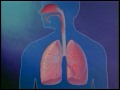 The effects of pollution