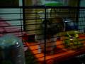 videos de 4th Jan 08 elven another stand to attention clip