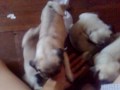 Pug Puppies