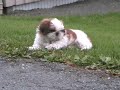 Hannah Montana 8 weeks