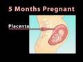 Pregnancy and Diabetes (Pregnancy Health Guru Tip)