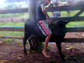 peăo Tibinha peăo Tibinha