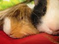Guinea-pigs are our best friends !