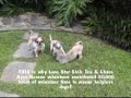 Shih Tzu and Lhasa Apso Rescue